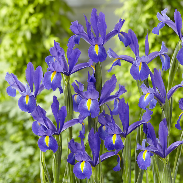 Dutch Iris Discovery