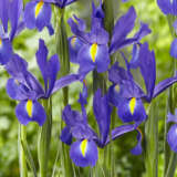Dutch Iris Discovery V2 Pkdirdis - Garden Express Australia