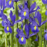 Dutch Iris Discovery V2 Pkdirdis - Garden Express Australia