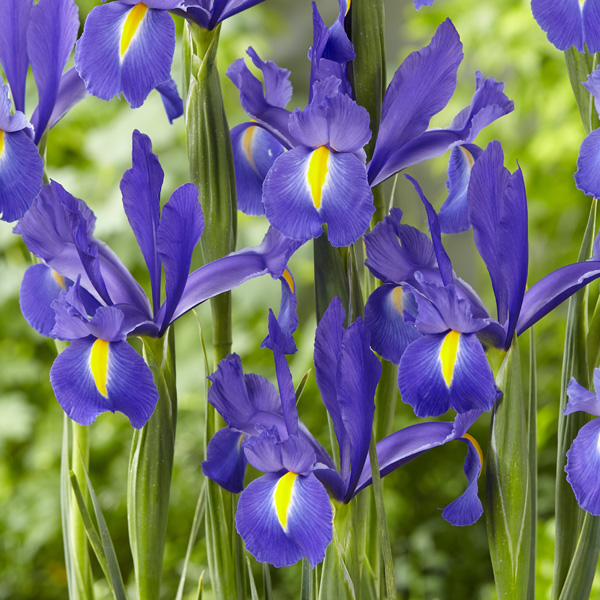 Dutch Iris Discovery