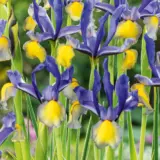 Dutch Iris Miss Saigon 2 Pkdirmsa 2026 - Garden Express Australia
