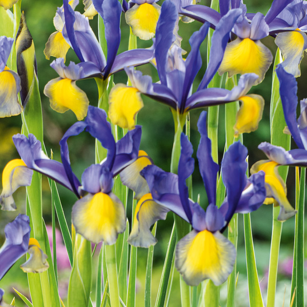 Dutch Iris Mixed Dutch Iris Mixed