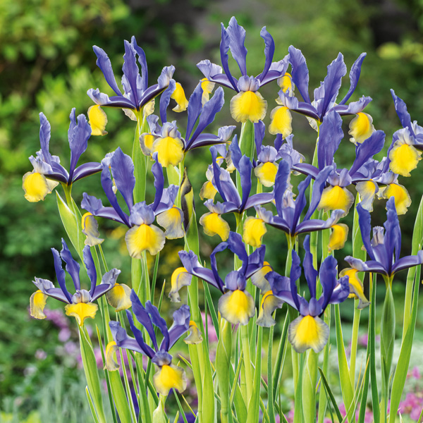 Dutch Iris Mixed Dutch Iris Mixed