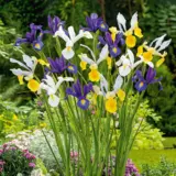 Dutch Iris Mixed Dutch Iris Mixed