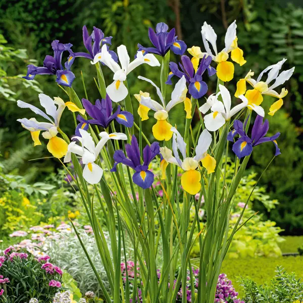 Dutch Iris Mixed