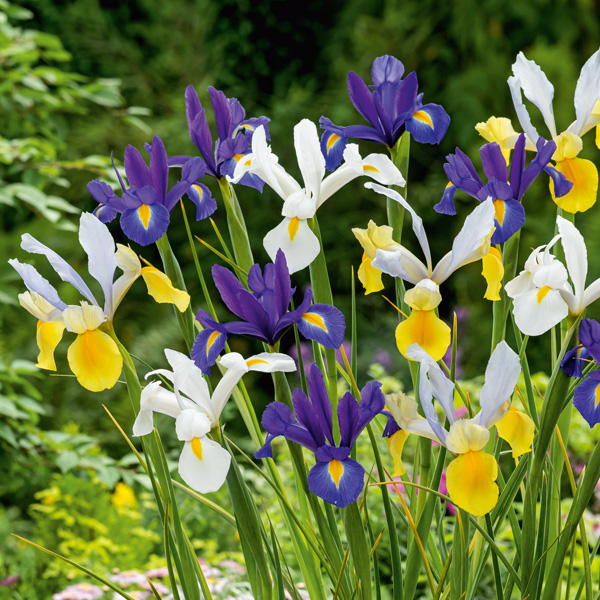 Dutch Iris Mixed