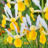Dutch Iris Montecito 2 Pkdirmon 2026 - Garden Express Australia