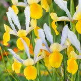 Dutch Iris Montecito 2 Pkdirmon 2026 - Garden Express Australia