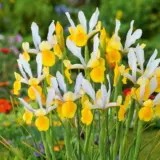 Dutch Iris Mixed Dutch Iris Mixed