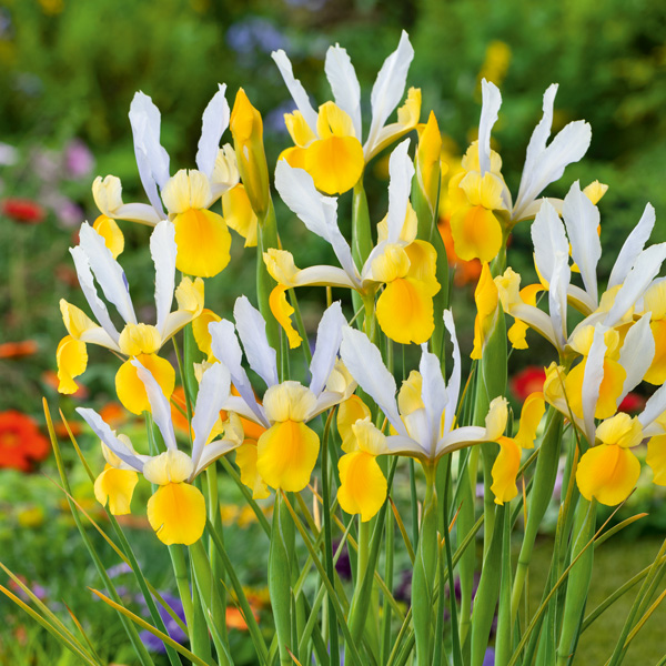 Dutch Iris Mixed