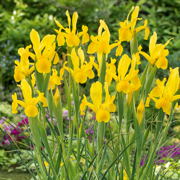 Dutch Iris Mixed Dutch Iris Mixed