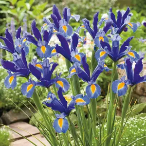 Dutch Iris Sapphire Beauty