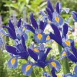 Dutch Iris Sapphire Beauty Pkdirsab 2026 - Garden Express Australia