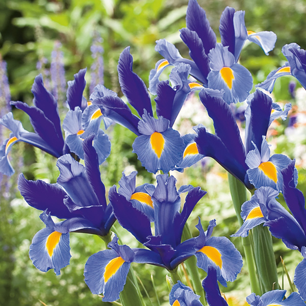 Dutch Iris Sapphire Beauty