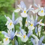 Dutch Iris Silvery Beauty 17 - Garden Express Australia