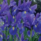 Dutch Iris Dark Blue Stock Pkpstdid 2018 - Garden Express Australia