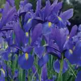 Planting Stock Dutch Iris Dark Blue Planting Stock Dutch Iris Dark Blue