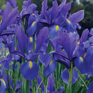 Planting Stock Dutch Iris Dark Blue