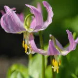 Erythronium Rose Beauty Erythronium Rose Beauty