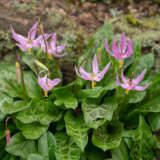 Erythronium Rose Beauty Pkeryrbe 2026 - Garden Express Australia
