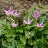 Erythronium Rose Beauty Pkeryrbe 2026 - Garden Express Australia
