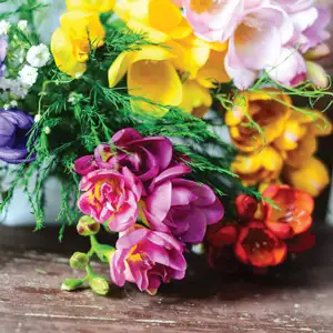 Freesia Double Mixed