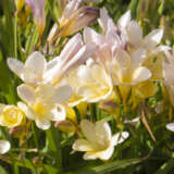 Freesia Refracta Alba 2 Pkfreral 2026 - Garden Express Australia