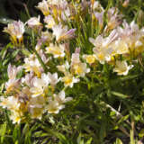 Freesia Refracta Alba Freesia Refracta Alba