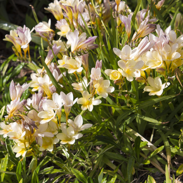 Freesia Refracta Alba Freesia Refracta Alba