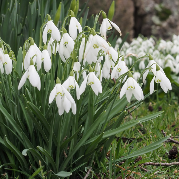 Galanthus Sylvan Vale