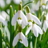 Galanthus Sylvan Vale