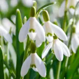 Galanthus Sylvan Vale Galanthus Sylvan Vale