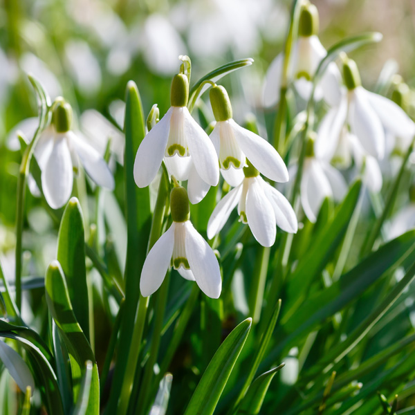 Galanthus Sylvan Vale
