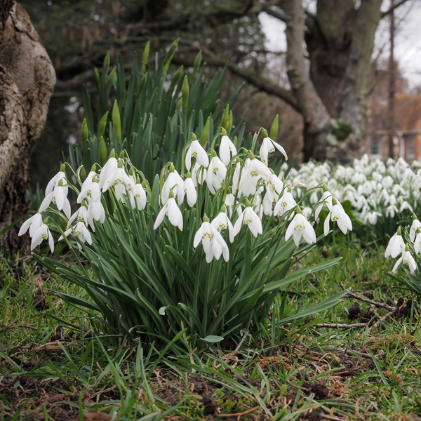Galanthus Sylvan Vale