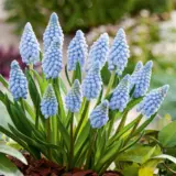 Grape Hyacinth Valerie Finnis 2 Pkmusvfi 2026 - Garden Express Australia