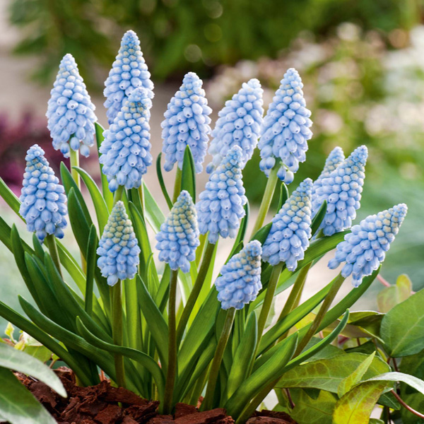 Grape Hyacinth Valerie Finnis