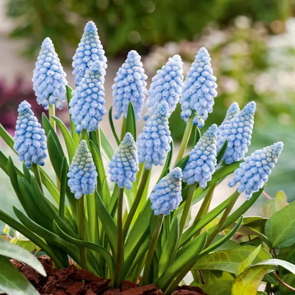 Grape Hyacinth Valerie Finnis