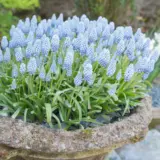 Grape Hyacinth Valerie Finnis Grape Hyacinth Valerie Finnis
