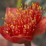 Haemanthus Red Bulhaered - Garden Express Australia