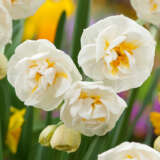 Jonquil Bridal Crown Jonquil Bridal Crown