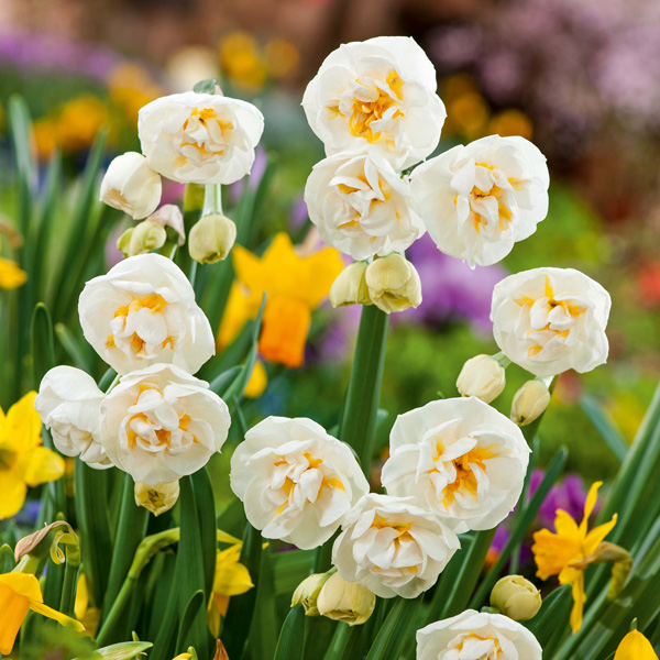 Jonquil Bridal Crown Jonquil Bridal Crown