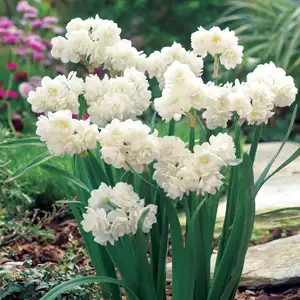 Jonquil Growing Guide Jonquil Erlicheer 17 - Garden Express Australia