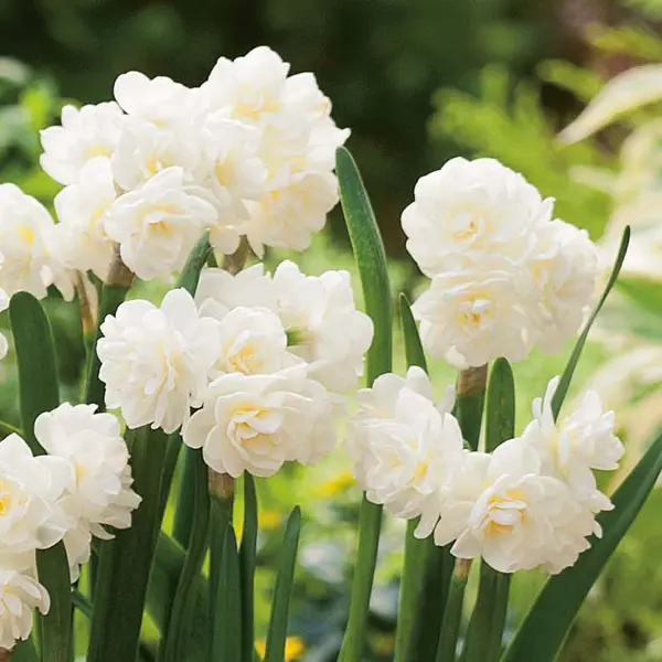 Jonquil Erlicheer Jonquil Erlicheer