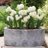 Jonquil Erlicheer Jonquil Erlicheer