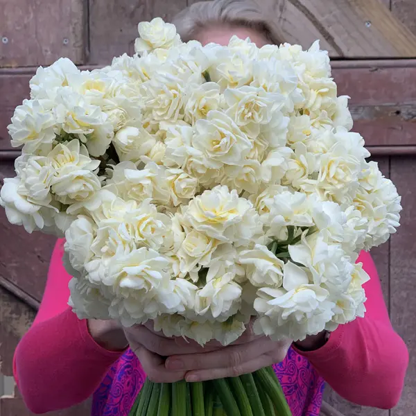 Planting Stock Jonquil Erlicheer