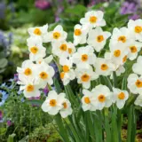 Jonquil Geranium Jonquil Geranium