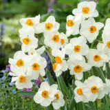 Jonquil Geranium 3 Pkjonger 2026 - Garden Express Australia