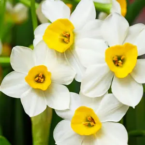 Jonquil Grand Monarch