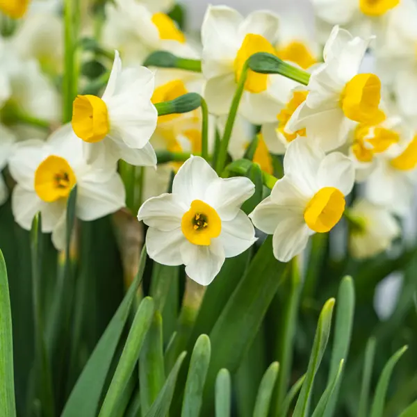 Jonquil Grand Monarch