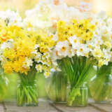 Jonquil Mixed Pkjonmxd 2026 - Garden Express Australia